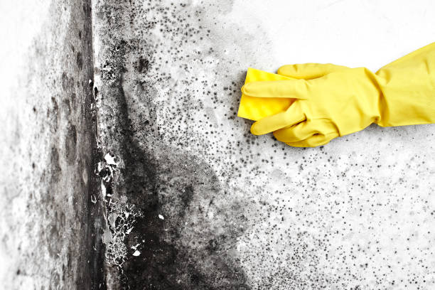 Best Same-Day Mold Removal  in Ohkay Owingeh, NM