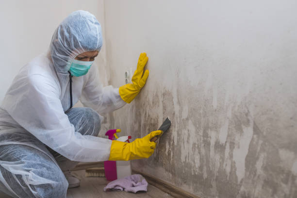 Best Local Mold Removal Service  in Ohkay Owingeh, NM