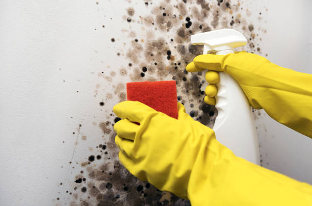 Best Residential Mold Removal  in Ohkay Owingeh, NM