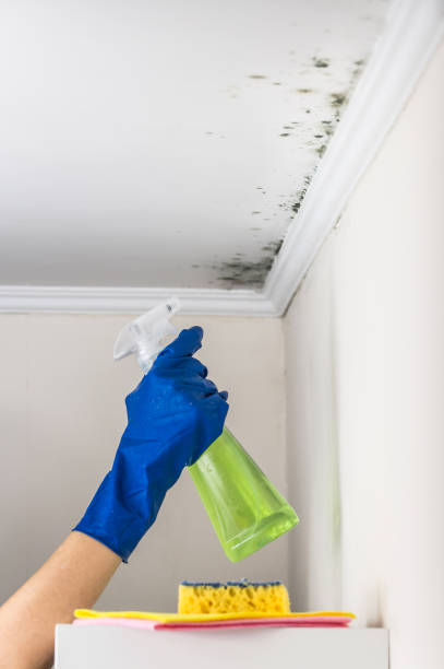 Best Office Mold Removal Services  in Ohkay Owingeh, NM